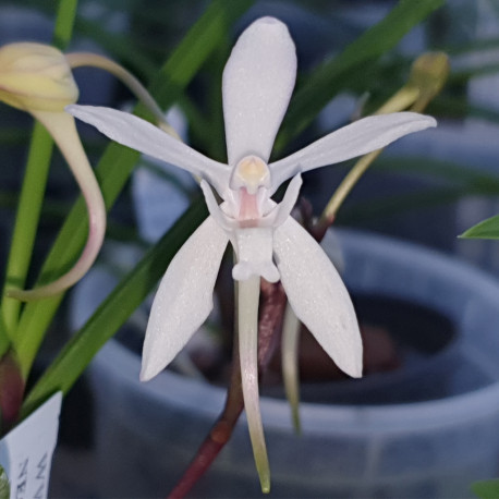 NEOFINETIA FALCATA JUENCHONGWANG X PAPILIONANTHE VANDARUM