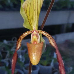 PAPHIOPEDILUM HAINALDIANUM X MICHAEL KOOPOWITZ