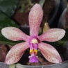PHALAENOPSIS ISABELLE DREAM MANNII X WILSONII