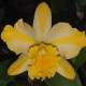 RHYNCHOLAELIOCATTLEYA STAR CARNIVAL SYRIUS