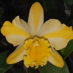 RHYNCHOLAELIOCATTLEYA STAR CARNIVAL SYRIUS