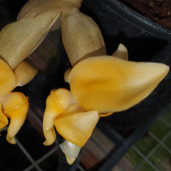 STANHOPEA PULLA