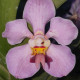 VANDA FOETIDA