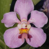 VANDA FOETIDA