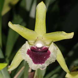 KEFERSTEINIA PULCHELLA