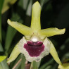 KEFERSTEINIA PULCHELLA