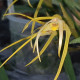 MAXILLARIA BRADEI