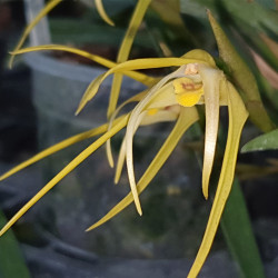 MAXILLARIA BRADEI