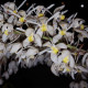 COELOGYNE MULTIFLORA