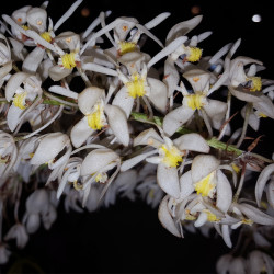 COELOGYNE MULTIFLORA