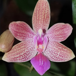PHALAENOPSIS LINDENII X MARIAE