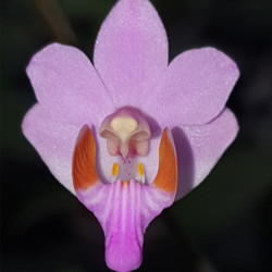 DORITIS PULCHERRIMA VAR MARMORATA