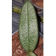 DORITIS PULCHERRIMA VAR MARMORATA