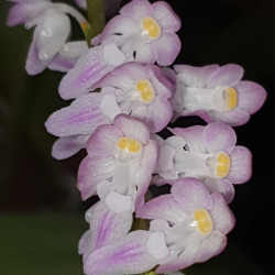 AERIDES RINGENS