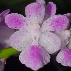 AERIDES ROSEA