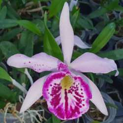 brassocattleya taiwan big lip