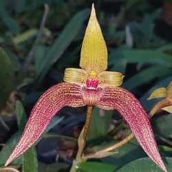 BULBOPHYLLUM SAGARIK  LOBBII X FROSTII