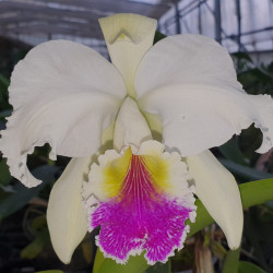 CATTLEYA GENERAL PAUL SEMIALBA