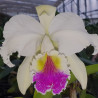 CATTLEYA GENERAL PAUL SEMIALBA