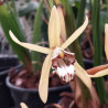 COELOGYNE PULVERULA