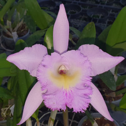 CATTLEYA HOLDENI X BRASSAVOLA DIGBYANA