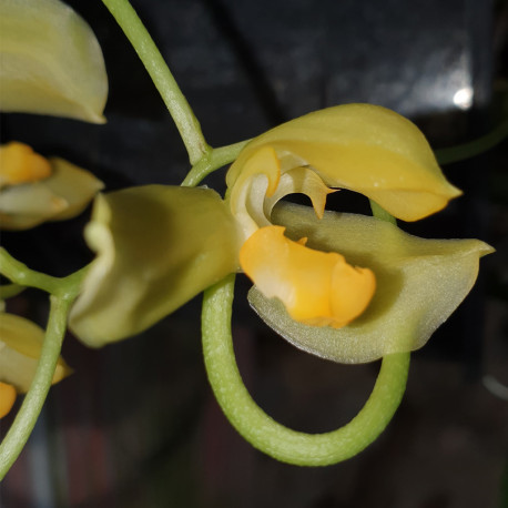 GONGORA GALEATA ALBA