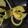 GONGORA GALEATA ALBA
