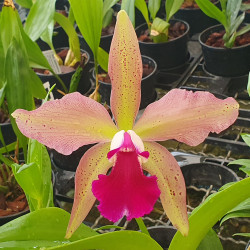 LAELIA TENEBROSA X BLC DURIGAN X CATTLEYA GRANULOSA