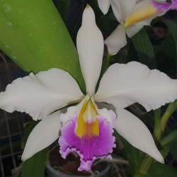 LAELIOCATTLEYA PHRYNE CATT WARSCEWICZII X LAELIA XANTHINA
