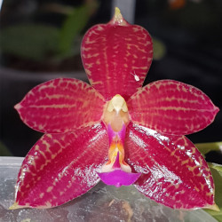 PHALAENOPSIS CORNU CERVI CHATTALADAE X JAVANICA