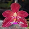 PHALAENOPSIS CORNU CERVI CHATTALADAE X JAVANICA