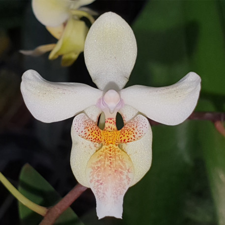 PHALAENOPSIS LITTLE DRAGON STUARTIANA X CELEBENSIS