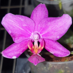PHALAENOPSIS PHILIPPINENSE X VIOLACEA INDIGO