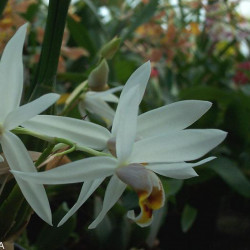 COELOGYNE RHODEANA