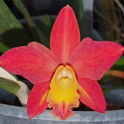 RHYNCHOLAELIOCATTLEYA CHANG TZY GOLDEN ORANGE