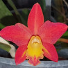 RHYNCHOLAELIOCATTLEYA CHANG TZY GOLDEN ORANGE