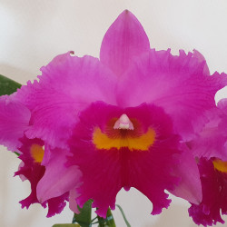 RHYNCHOLAELIOCATTLEYA LI JIUAN DANCER