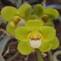 CHILOSCHISTA PARISHII KANCHANABURI