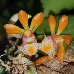 GASTROCHILUS OBLIQUUS
