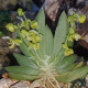 ORNITHOCEPHALUS BONPLANDII