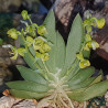 ORNITHOCEPHALUS BONPLANDII