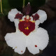 TOLUMNIA VISION DUMRONG