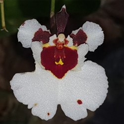 TOLUMNIA VISION DUMRONG
