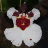 TOLUMNIA VISION DUMRONG