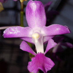 AERIDES CRASSIFOLIA