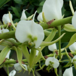ANGRAECUM EBURNEUM WILD