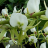 ANGRAECUM EBURNEUM WILD