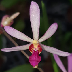 ARACHNIS LABROSA X HOLCOGLOSSUM KIMBALLIANUM