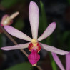ARACHNIS LABROSA X HOLCOGLOSSUM KIMBALLIANUM