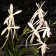 ASCOFINETIA LION STAR X NEOFINETIA FALCATA ARMANI